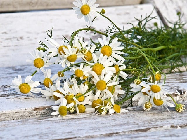 How to Grow Chamomile