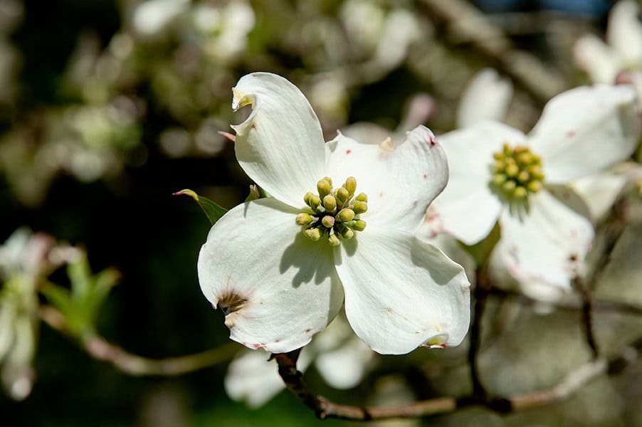 Dogwood