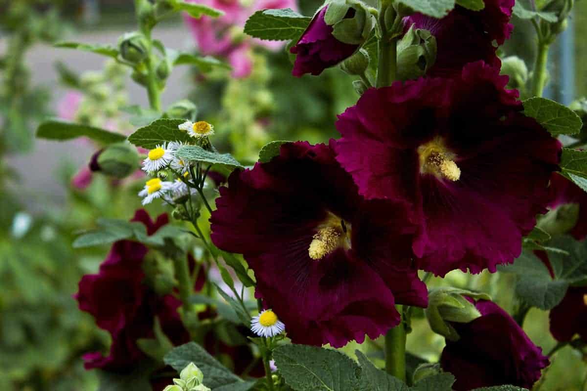 Hollyhocks (Althaea rosaea)