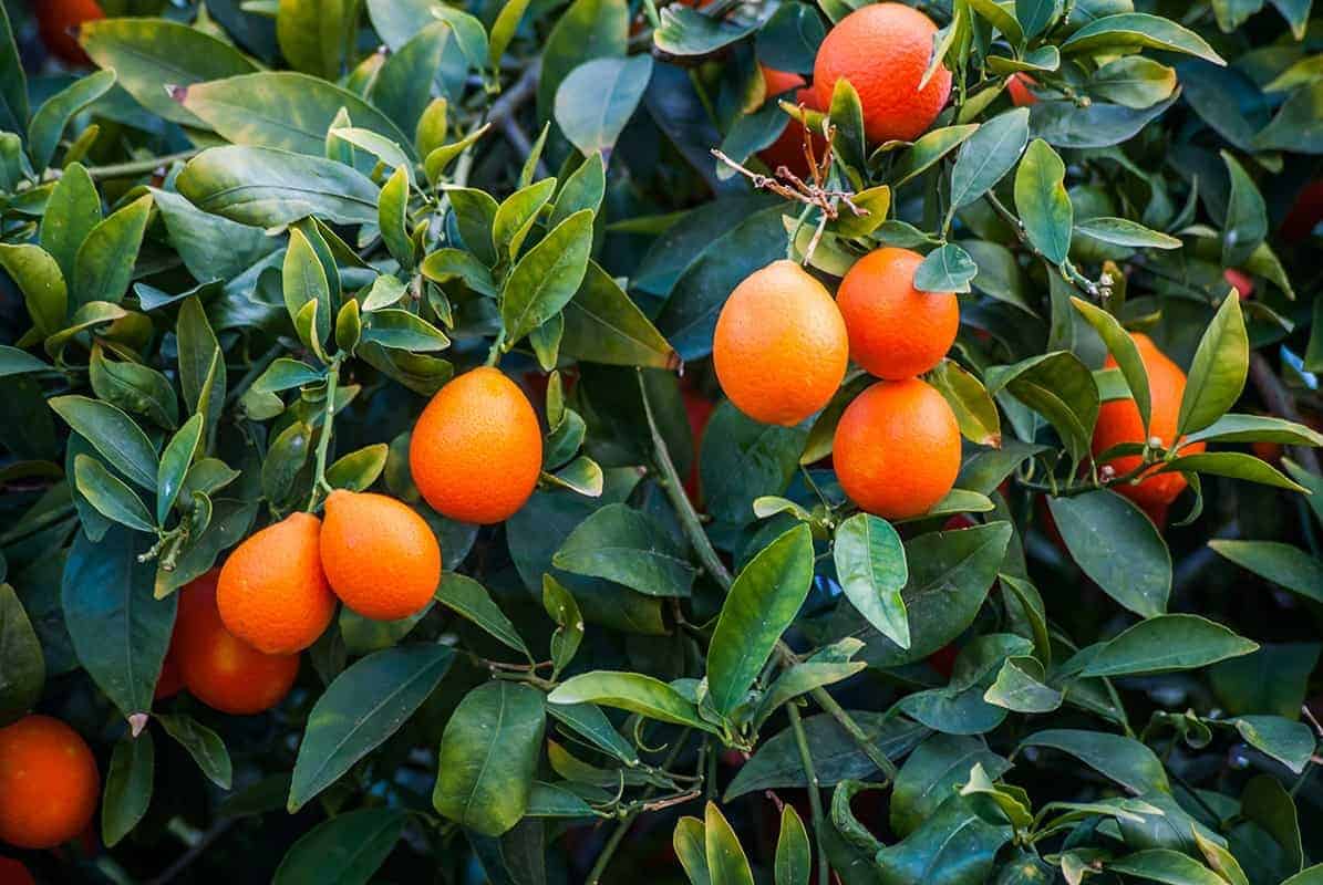 Mandarin Limes