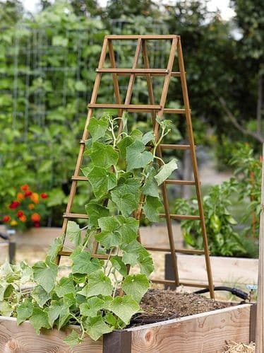 The A-Frame Ladder