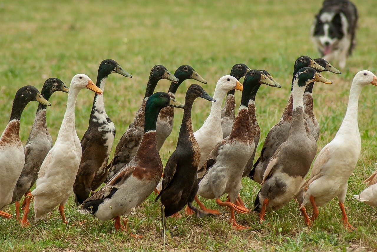 Runner Ducks