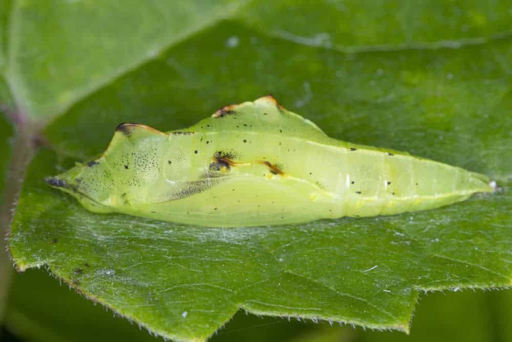 Pupa