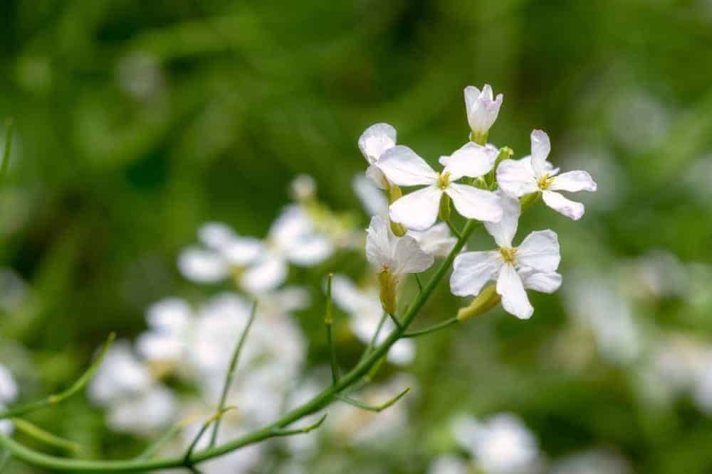 Flowers Forming