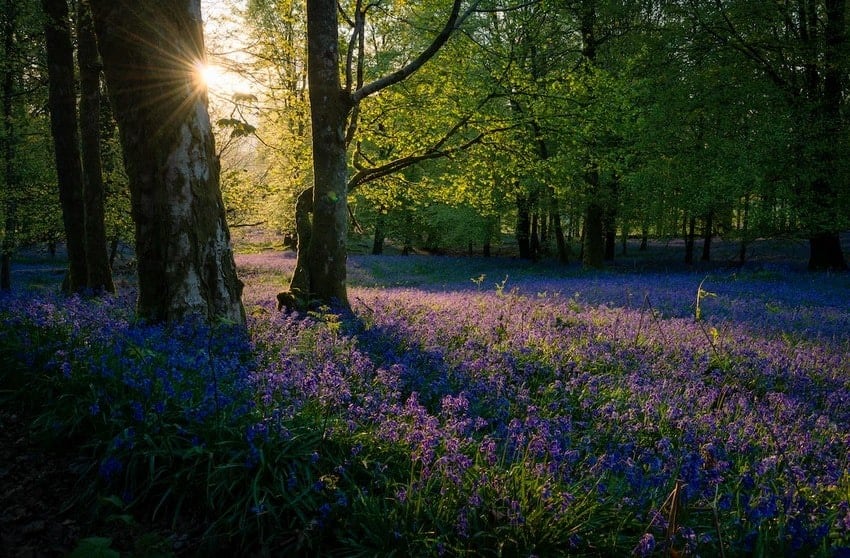 English Bluebells (Hyacinthoides non-scripta): Zones 4-9