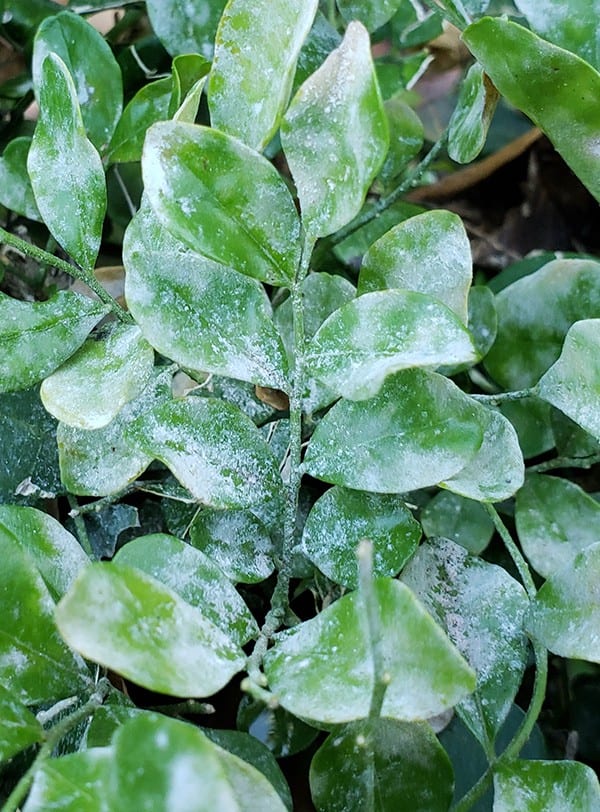 Powdery Mildew