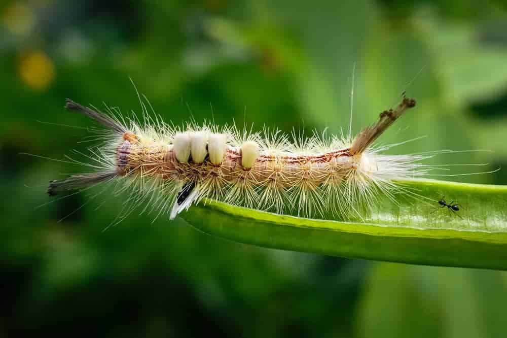 White Marked Tussock Moth