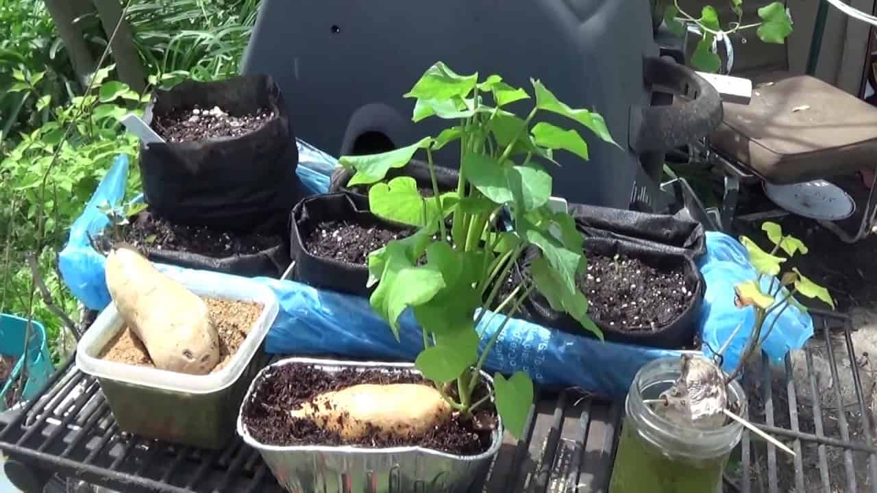 How to Sprout Sweet Potatoes