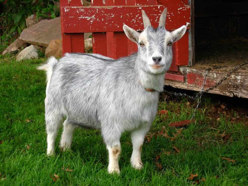 Pygmy Goats