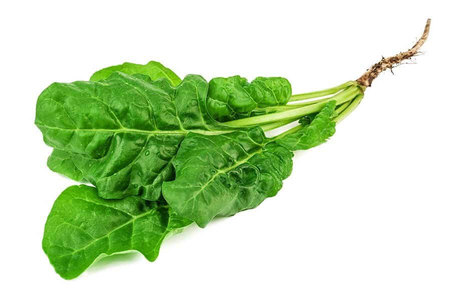 How to Harvest and Store Your Spinach