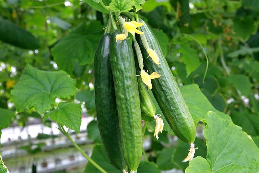 Cucurbits