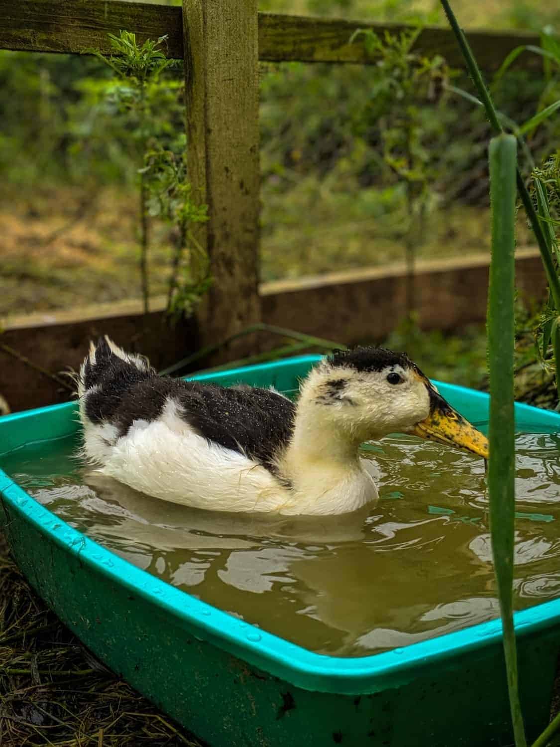 What To Feed Juvenile Ducks