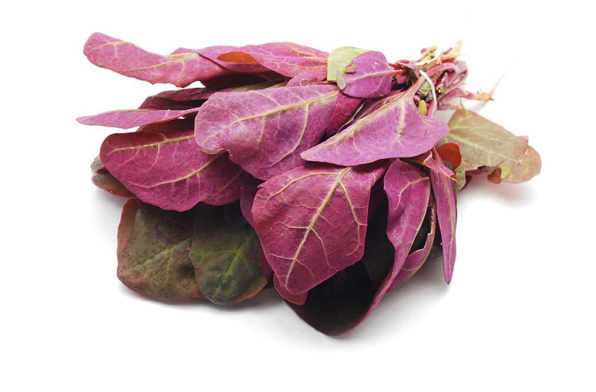 Orach (Atriplex sp.)