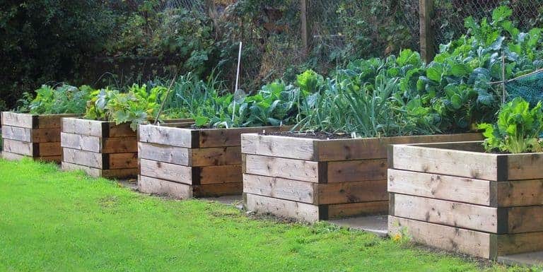 Garden in Raised Beds