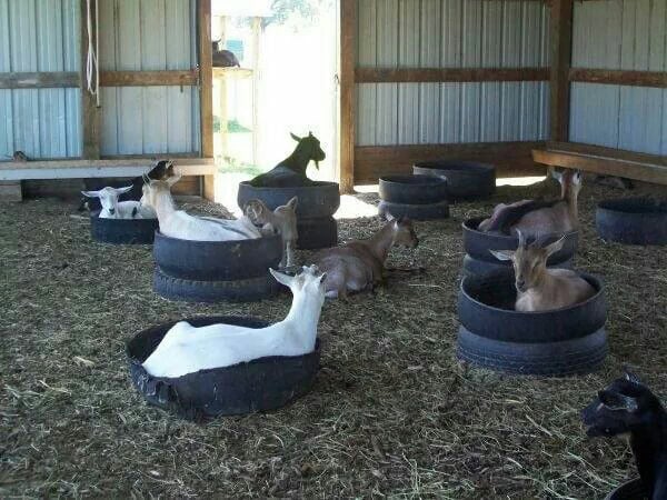 Goat Beds