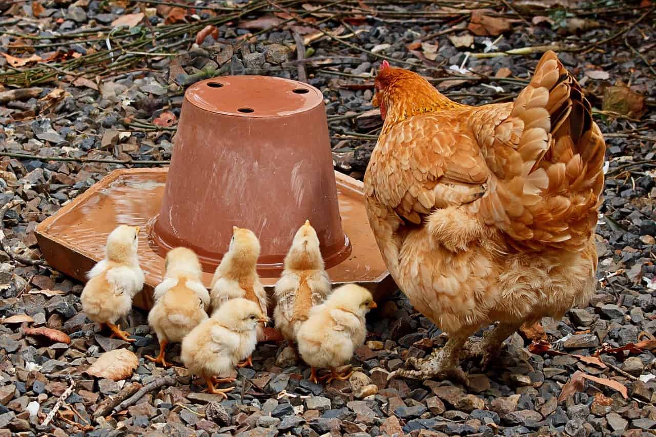 How to Take Care of Your Chickens in Summer