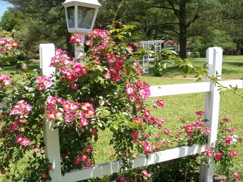 Plant Flowers for the Hummingbirds