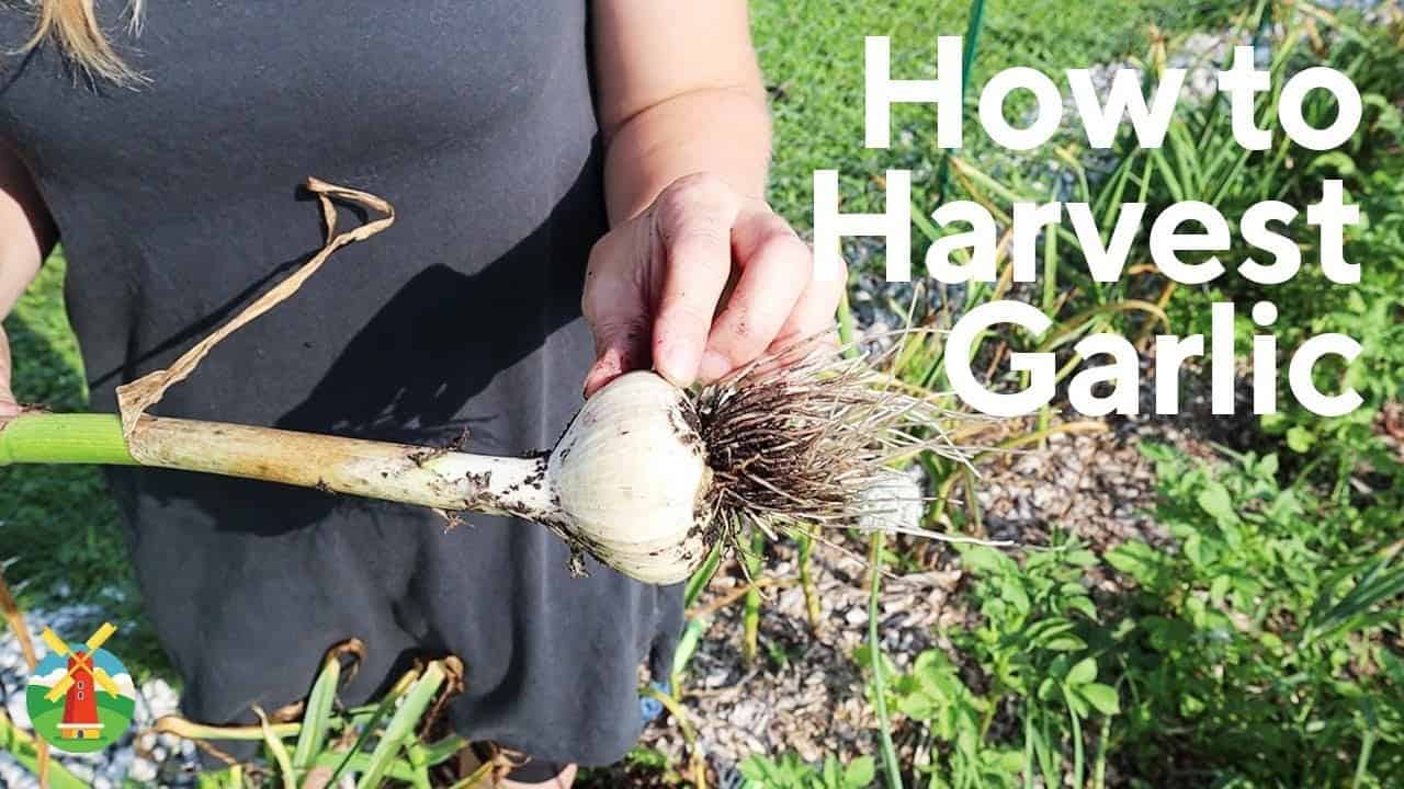 How to Harvest and Store Your Garlic