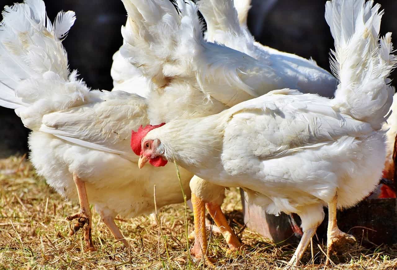 Biosecurity: Preventing Common Chicken Diseases