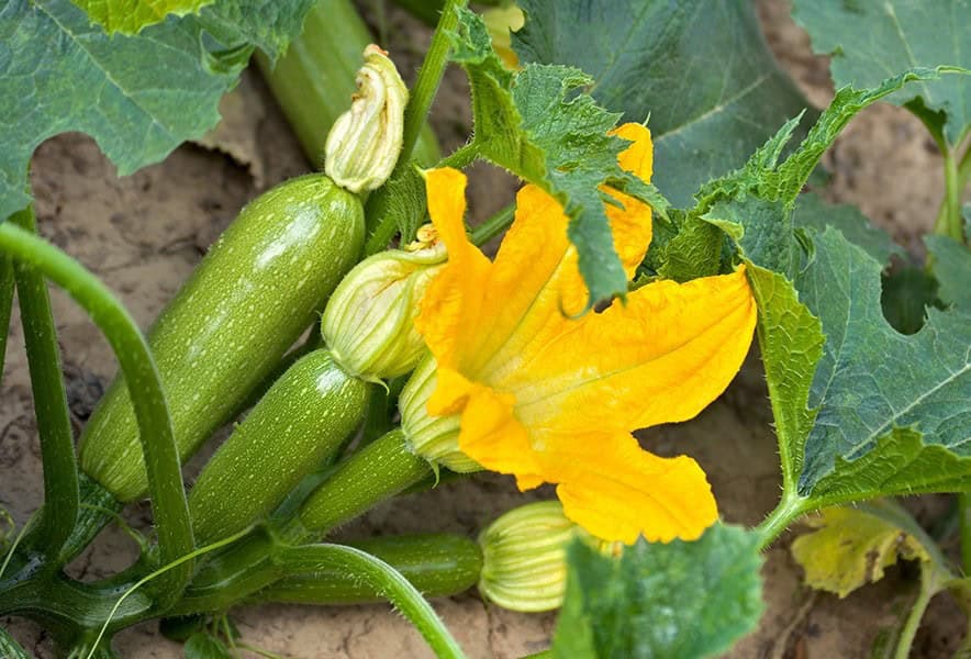 Summer Squash