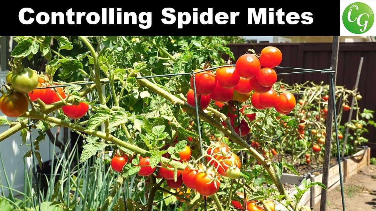 Spider Mites