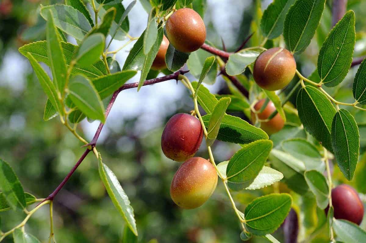 Chinese Jujube