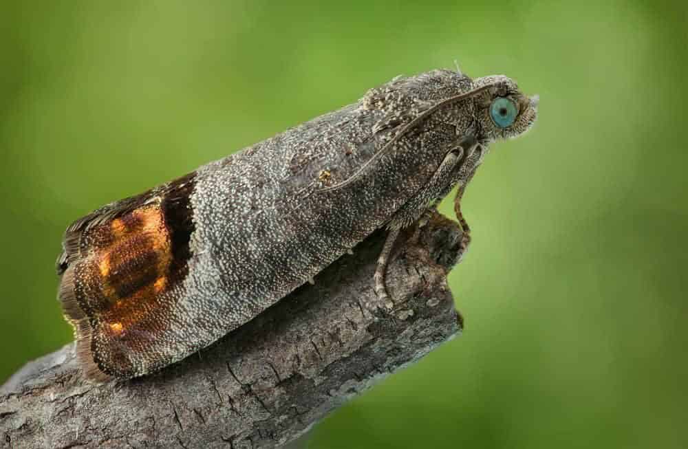 How to Get Rid of Codling Moths