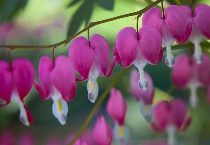 Bleeding Hearts (Dicentra spectabilis): Zones 3-9