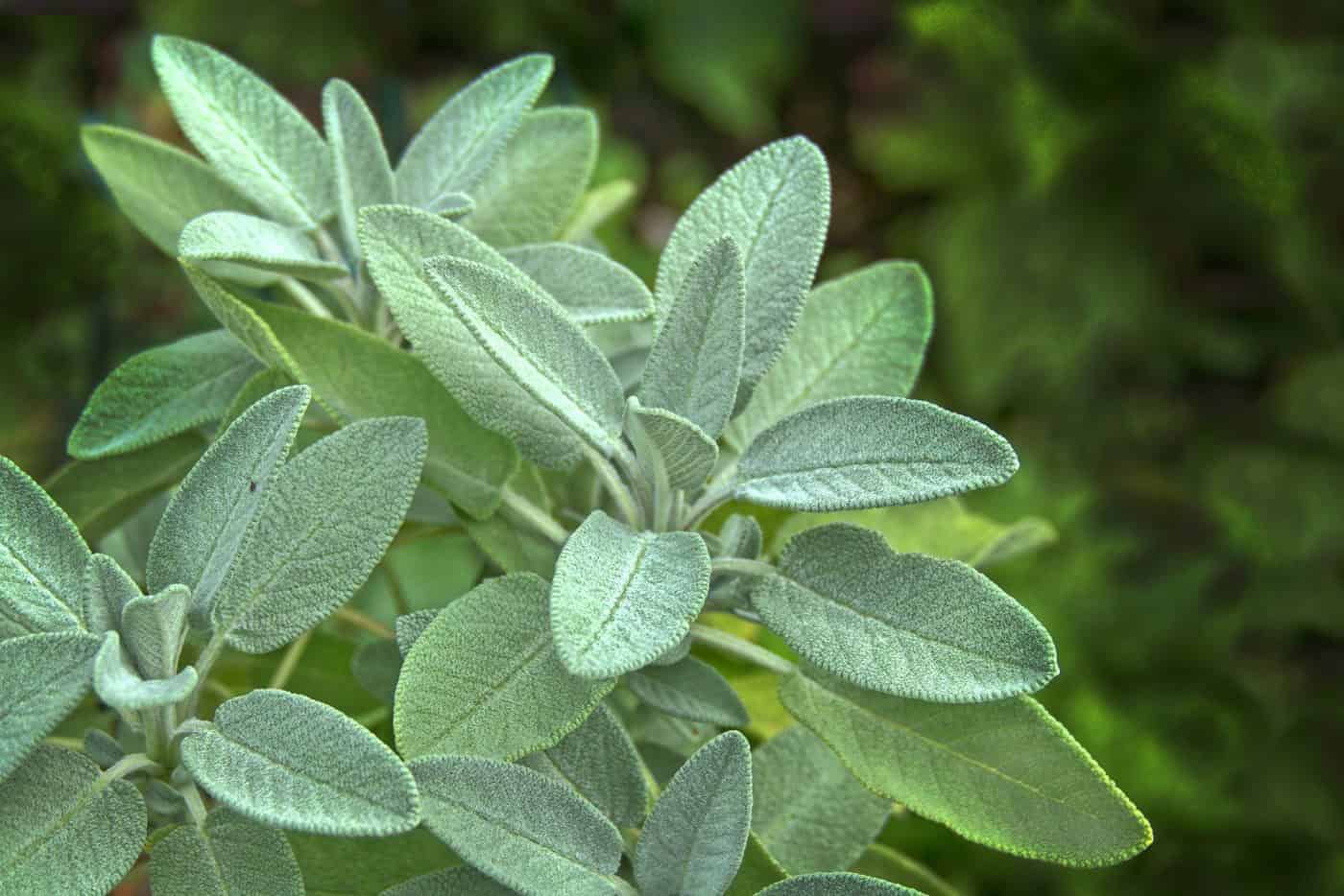 Caring for Sage