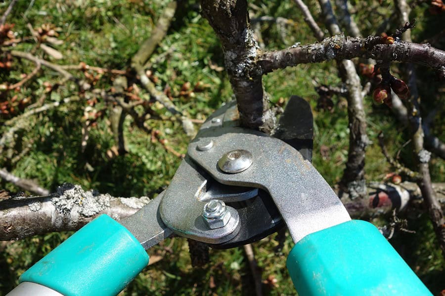 Pruning Your Apple Trees