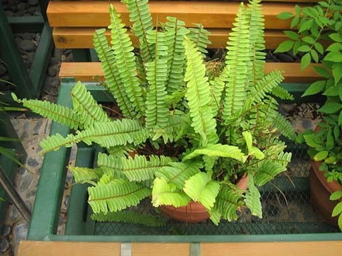 Sword Fern