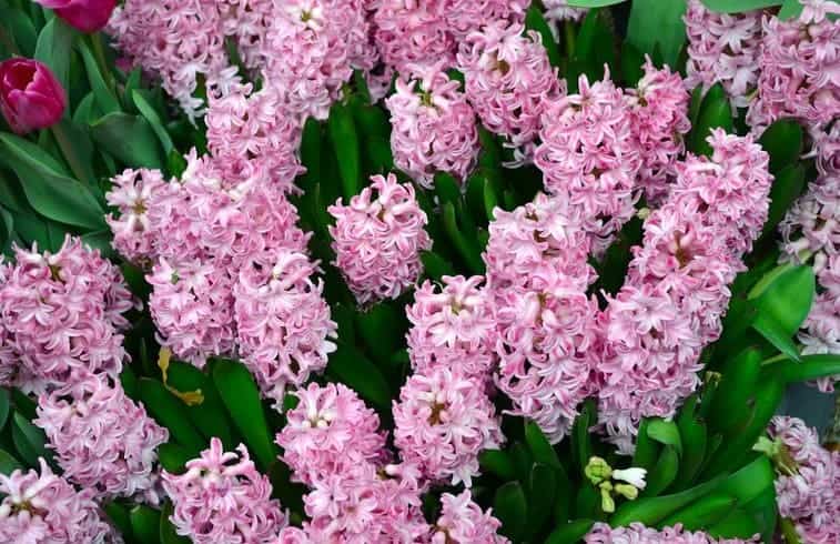 Hyacinths (Hyacinthus orientalis): Zones 4-8