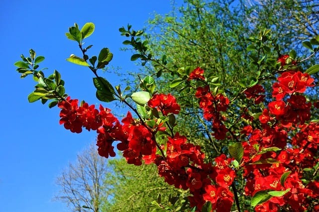 Flowering Quince (Chaenomeles)