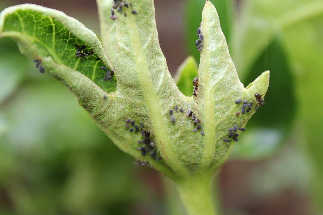 Have Aphids Been Here?