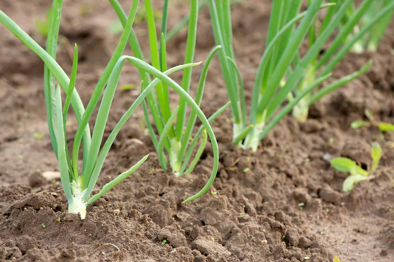 Day Length Dependent Plants