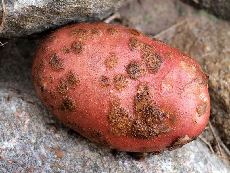 Potato Scab