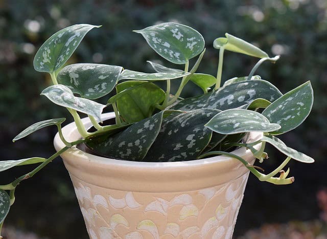 Philodendron