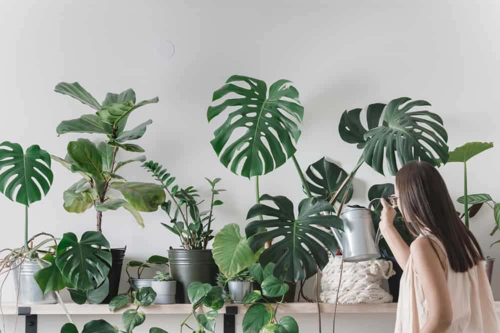 Choosing a Container for Houseplants