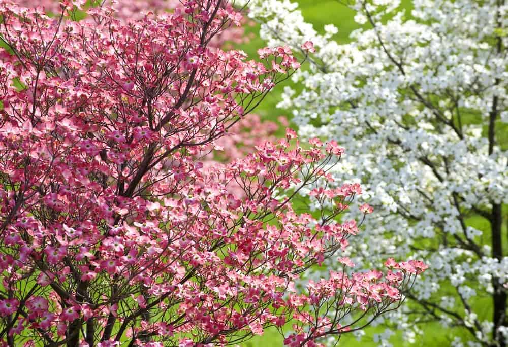 Caring Tips for Dogwood