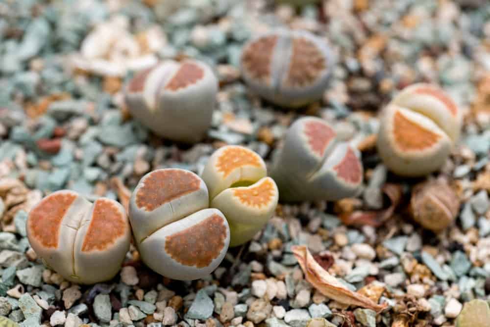 Grow Succulents