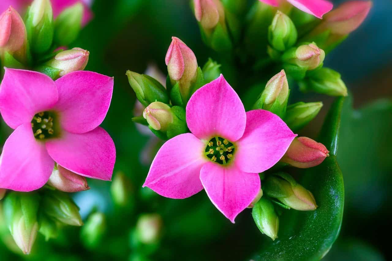 Kalanchoe