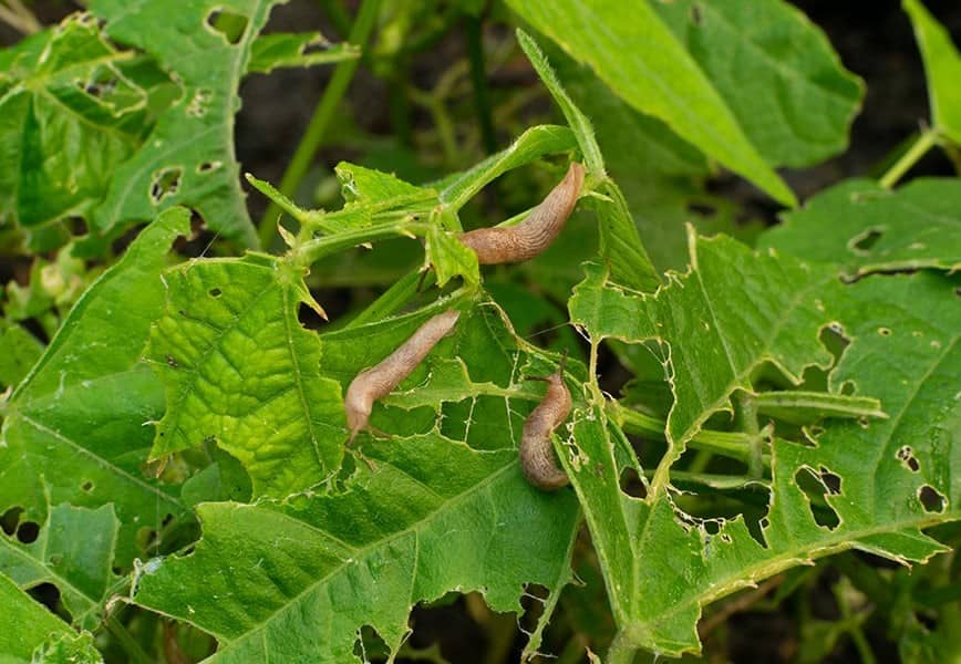 Rapini Pests