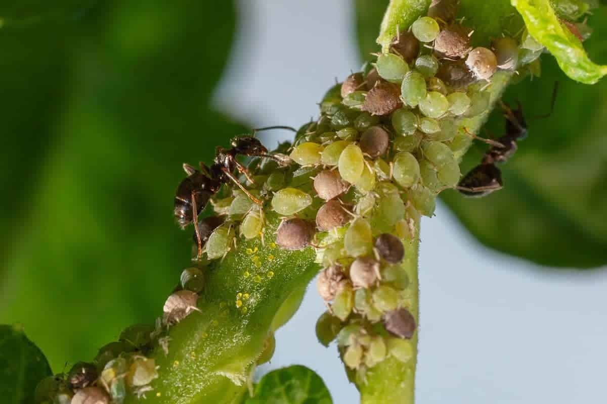 Aphids