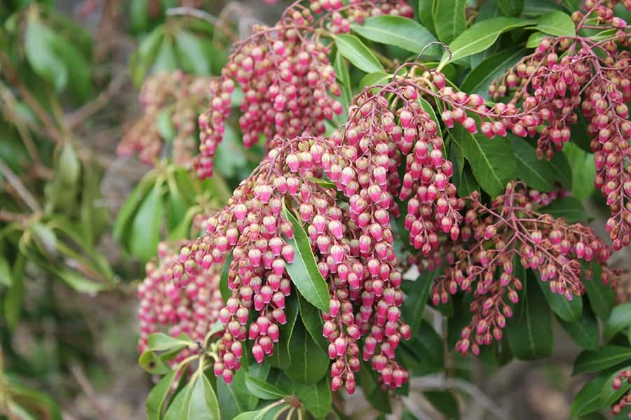 Japanese Andromeda