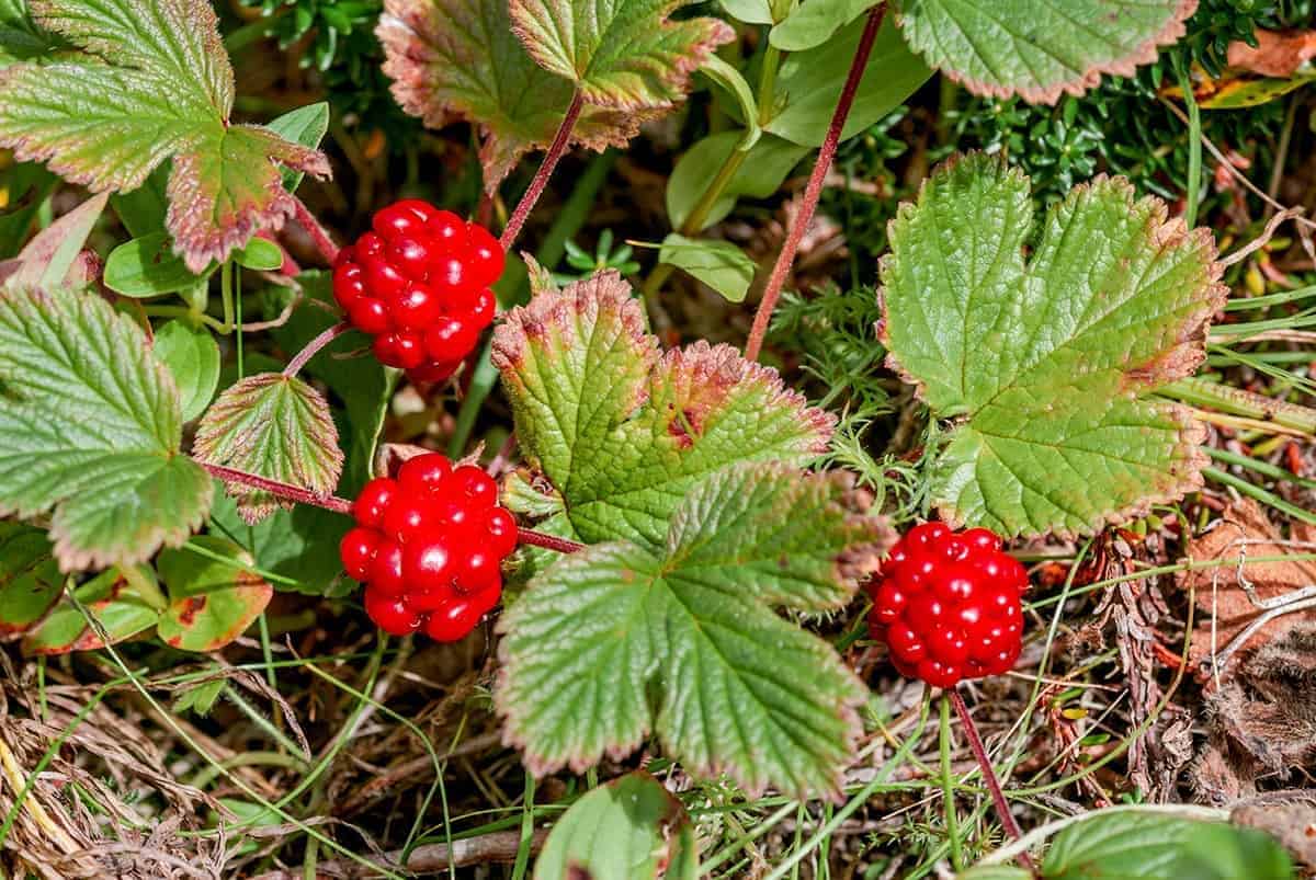 Arctic Blackberry – Rubus arcticus