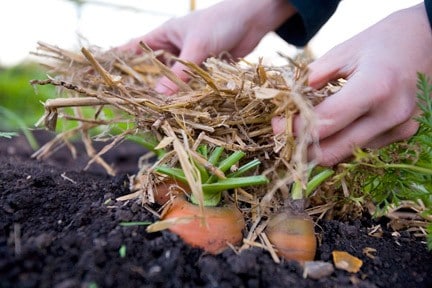 What to Plant in a Winter Garden