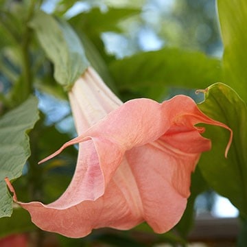 Angel Trumpet