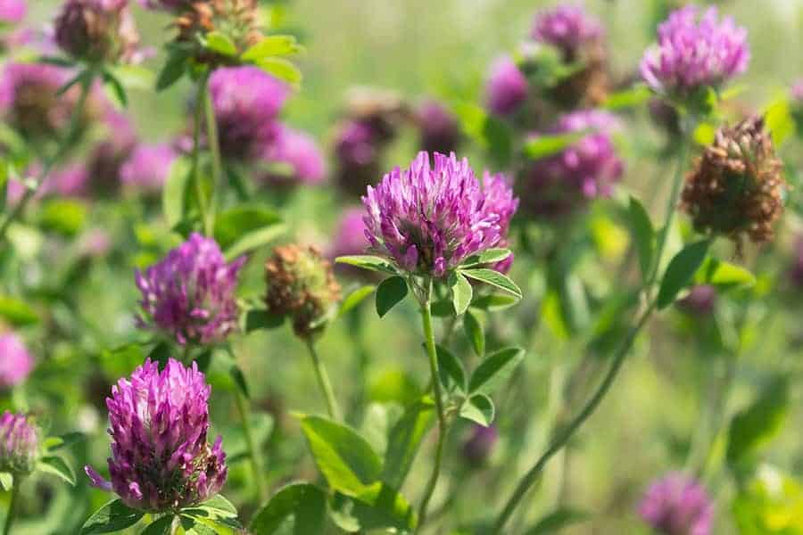 Red Clover