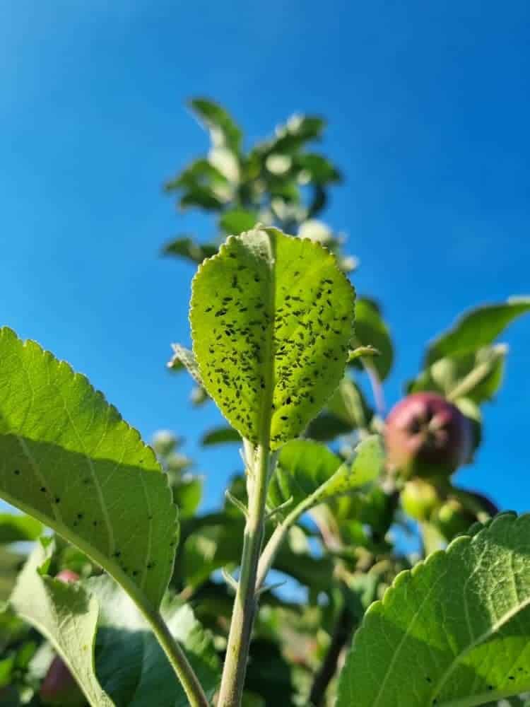 Sticky Black Spots on Distorted Leaves