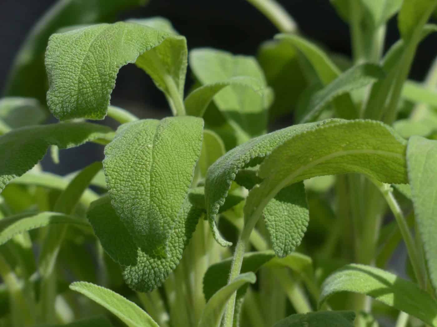 Sage Varieties